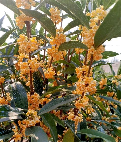 桂花好種嗎|桂花種植指南：澆水、施肥、溫度全攻略 